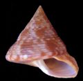 Calliostoma zizyphinum